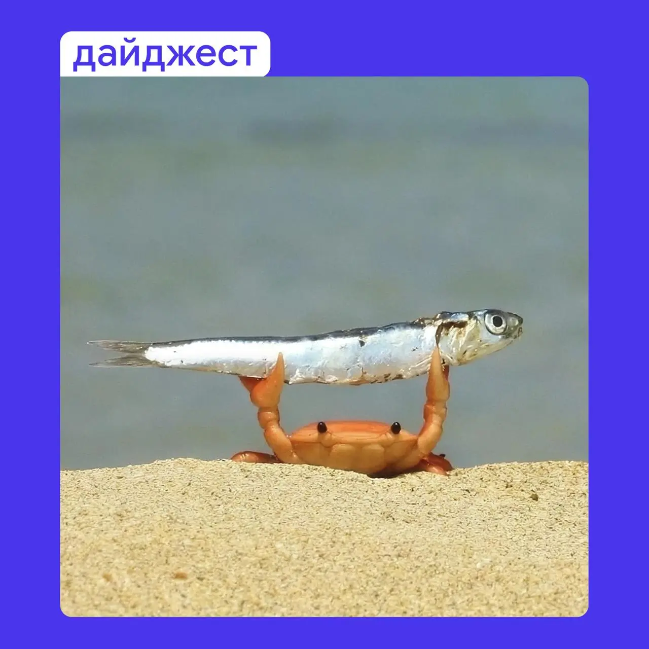Лето почти всё
🦀 Крепко держимся за последние его часы и читаем августовский дайджест от ДИА Дижитал:
🔵 Зачем бизнесу нужен сайт? Разбираемся, когда бренду пора выходить за пределы соцсетей | Сетка — социальная сеть от hh.ru