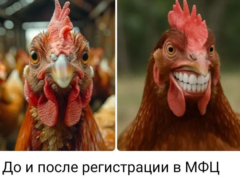 С 1 сентября в России вступают требования по обязательной маркировке кур и другой домашней птицы | Сетка — социальная сеть от hh.ru