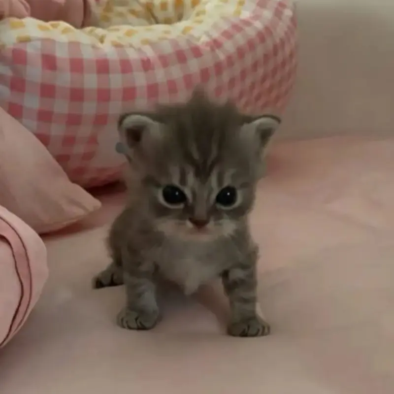 Карина Хайминова
