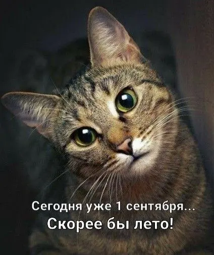 А где поздравления от Сеткофрендов? 🙄 | Сетка — социальная сеть от hh.ru