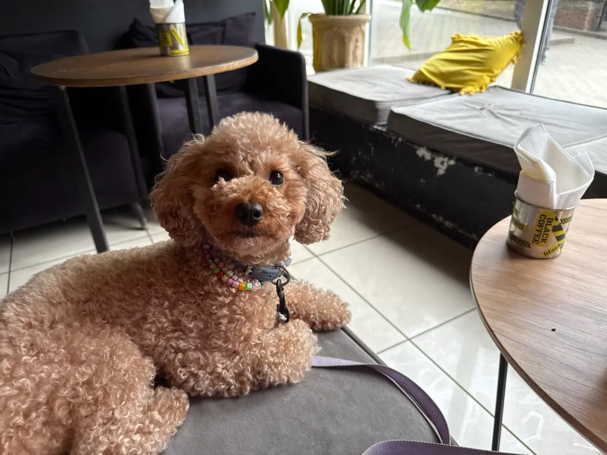 С 🐶 в офис | Сетка — социальная сеть от hh.ru