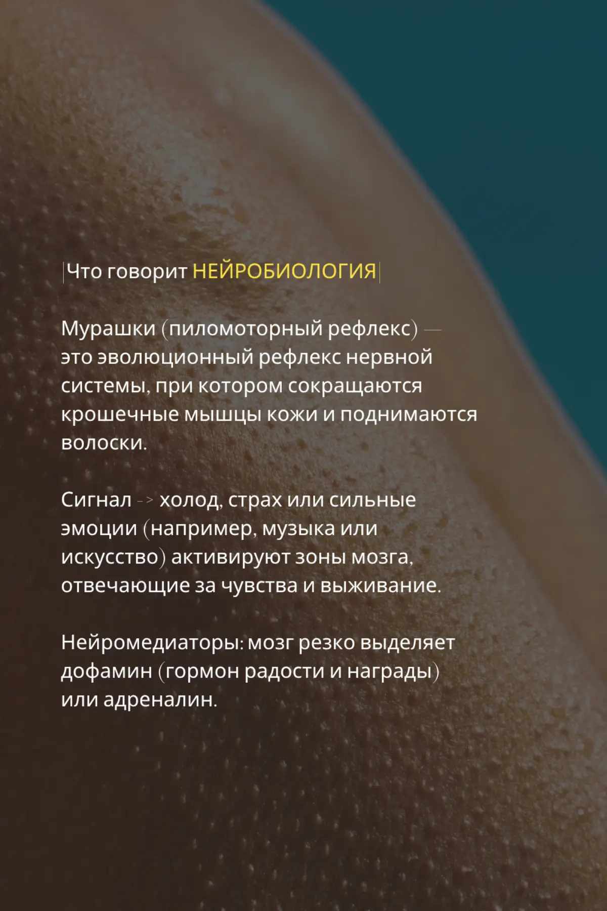 Мурашки ✨️ | Сетка — социальная сеть от hh.ru