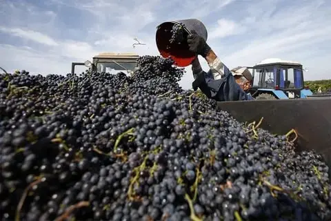 🍇 На Ставрополье начался сезон винограда
В Петровском округе фермеры уже вышли на виноградники — началась уборка урожая | Сетка — социальная сеть от hh.ru