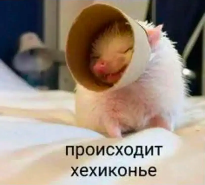 выставляю мемы пока меня не примут на работу ✌🏼 | Сетка — социальная сеть от hh.ru