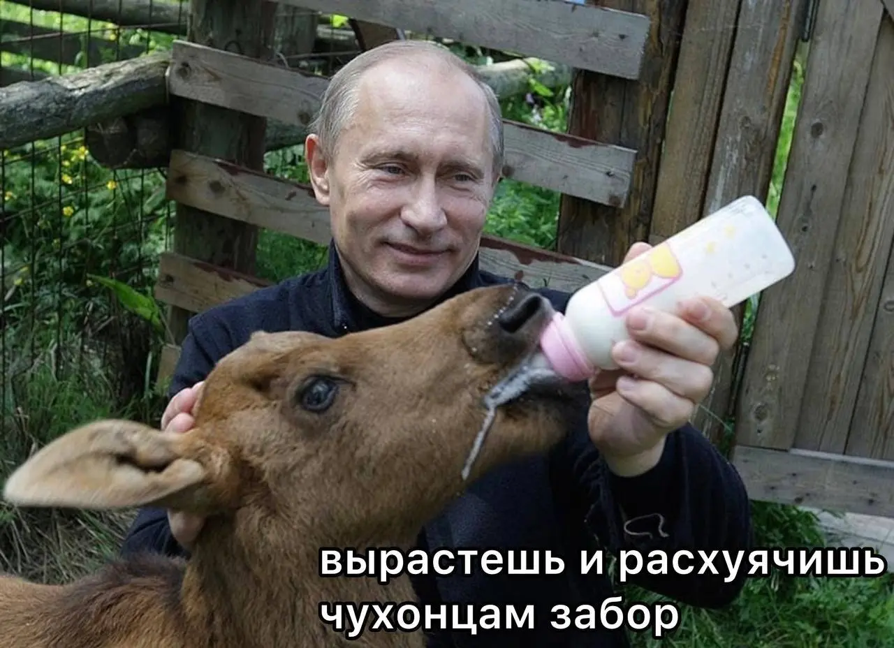 Лоси растоптали все 200 км забора, построенного финнами на границе с Россией | Сетка — социальная сеть от hh.ru