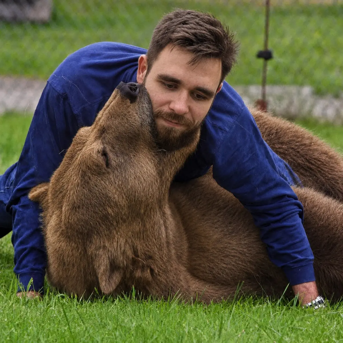 На меня напал медведь | Сетка — социальная сеть от hh.ru