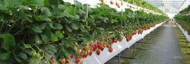 🍓Крупнейший ягодный кластер России планируют создать на Ставрополье
Проект стоимостью 5 млрд рублей хотят реализовать в Кочубеевском округе | Сетка — социальная сеть от hh.ru
