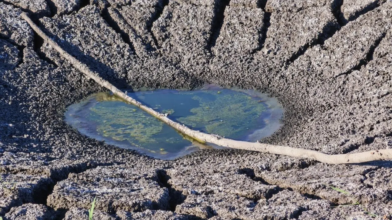 Очередной водоём обмелел в Макеевке
Природа быстро взяла своё — за считанные недели половина дна заросла травой и кустарниками. От воды осталось лишь крохотное напоминание. | Сетка — социальная сеть от hh.ru