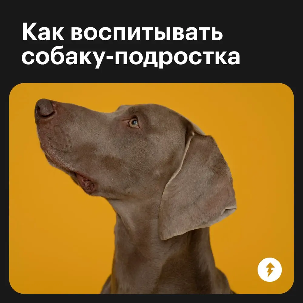 🐕: Громкий хлопок дверью
😲: «Что это с Крекером?»
🌿: «Да это переходный возраст — ему нужно личное пространство»
⚡️ Как построить хорошие отношения с песиками
#собаковедение | Сетка — социальная сеть от hh.ru