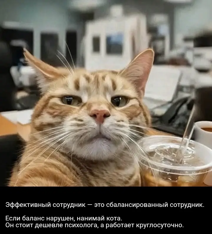Кототерапия | Сетка — социальная сеть от hh.ru