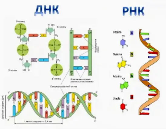 Бизнес - идея | Сетка — социальная сеть от hh.ru