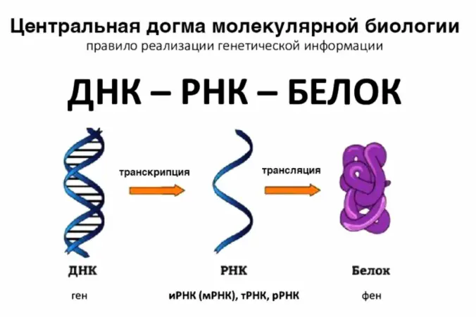 Бизнес - идея | Сетка — социальная сеть от hh.ru