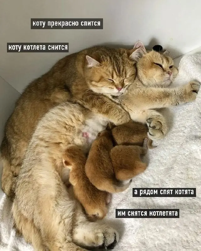 Сладкие сны 😂
БЛОГ В ТГ / БЛОГ В MAX
#Юмор #Коты
В этом посте были ссылки, но мы их удалили по правилам Сетки | Сетка — социальная сеть от hh.ru