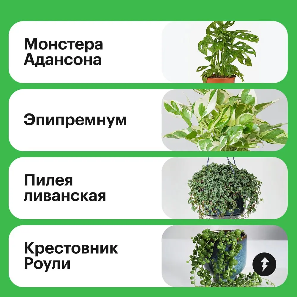 😲: Закваска, наш дом стал похож на джунгли!
🌿: Думаешь, слишком много лиан?
🙂: Нет, мне нравится, давай добавим еще!
🌿 Превращаем квартиру в тропический сад  🌿
#уют | Сетка — социальная сеть от hh.ru