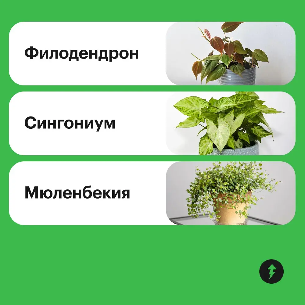 😲: Закваска, наш дом стал похож на джунгли!
🌿: Думаешь, слишком много лиан?
🙂: Нет, мне нравится, давай добавим еще!
🌿 Превращаем квартиру в тропический сад  🌿
#уют | Сетка — социальная сеть от hh.ru
