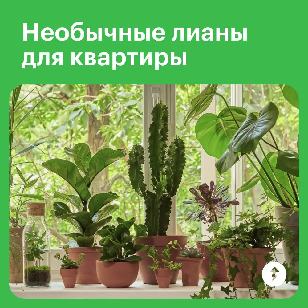 😲: Закваска, наш дом стал похож на джунгли!
🌿: Думаешь, слишком много лиан?
🙂: Нет, мне нравится, давай добавим еще!
🌿 Превращаем квартиру в тропический сад  🌿
#уют | Сетка — социальная сеть от hh.ru