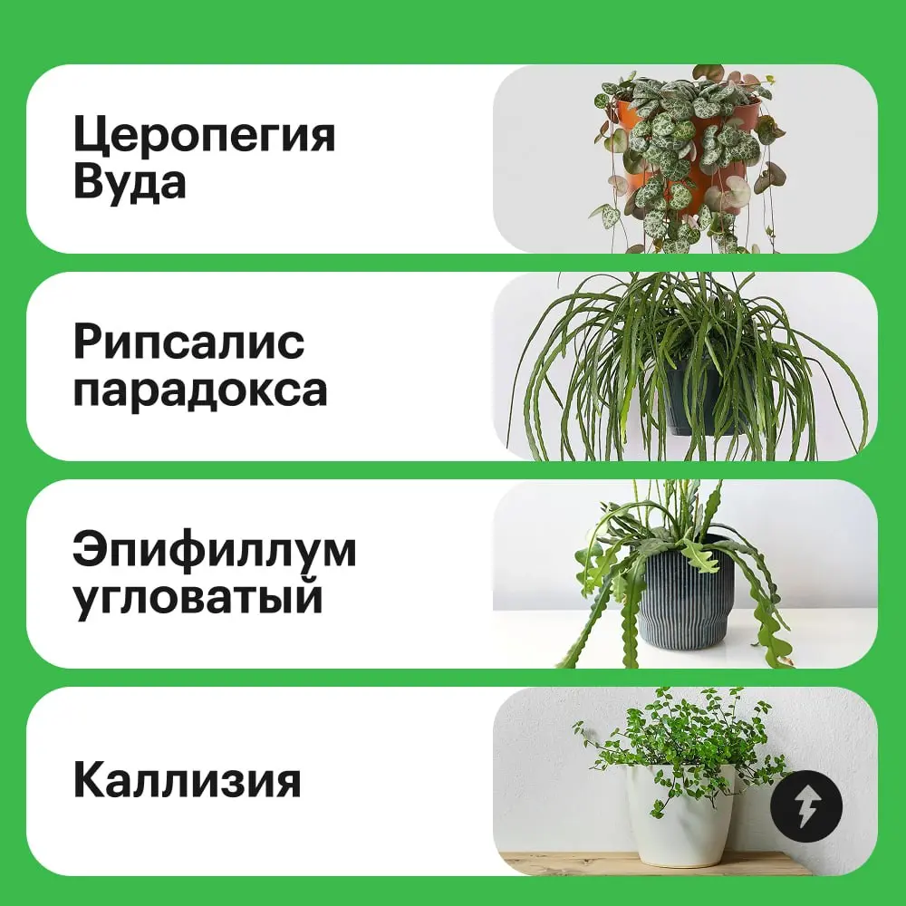 😲: Закваска, наш дом стал похож на джунгли!
🌿: Думаешь, слишком много лиан?
🙂: Нет, мне нравится, давай добавим еще!
🌿 Превращаем квартиру в тропический сад  🌿
#уют | Сетка — социальная сеть от hh.ru