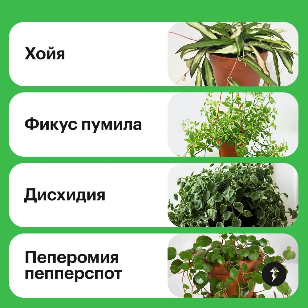 😲: Закваска, наш дом стал похож на джунгли!
🌿: Думаешь, слишком много лиан?
🙂: Нет, мне нравится, давай добавим еще!
🌿 Превращаем квартиру в тропический сад  🌿
#уют | Сетка — социальная сеть от hh.ru