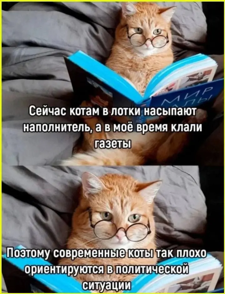Коты... | Сетка — социальная сеть от hh.ru