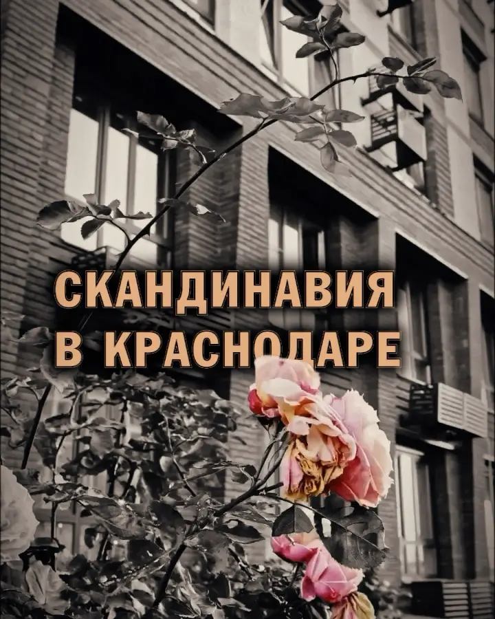 👍🏻 Скандинавия в Краснодаре | Сетка — социальная сеть от hh.ru