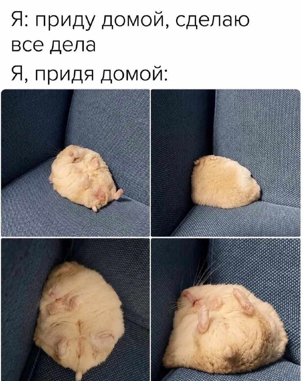 Режим хомячка 😁 #мемчики
Вчера у меня был день заботы на работе 🥹 С утра покормили вкусным завтраком (для всех сотрудников с утра готовят яйца, кашки, бутерброды, чай/кофе) 🥹 Потом обедом, после обеда... | Сетка — социальная сеть от hh.ru
