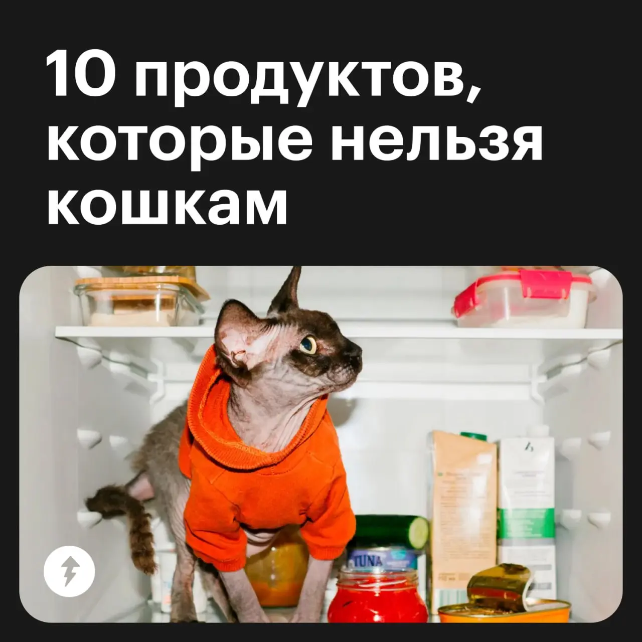 🤵 Что будете заказывать?
🐱 Мне, пожалуйста, лобстера по-королевски в соусе из тунца. Подскажите, не добавляют ли туда мускатный орех? На него у меня аллергия.
⚡️ Как правильно кормить котиков
#мяу | Сетка — социальная сеть от hh.ru
