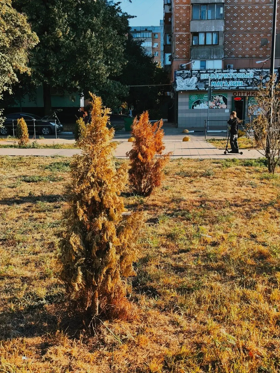 На Аллее Победы в Макеевке тоже всё засохло,с учётом того, что в Донецке тоже сотни сухих растений, можно было бы и проверку начать,но ..кому же это нужно 😂 | Сетка — социальная сеть от hh.ru