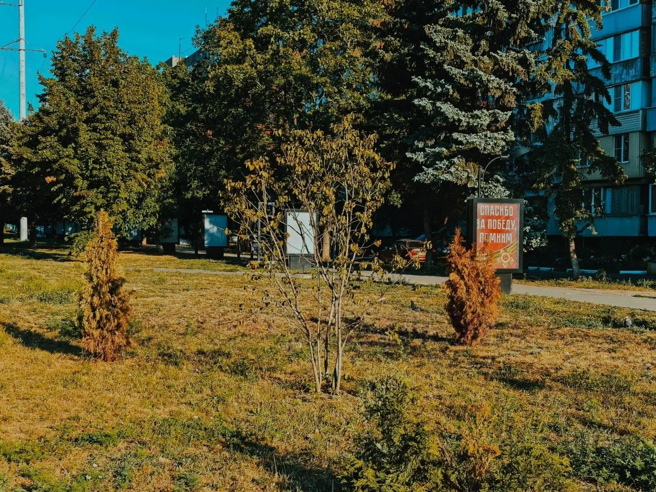На Аллее Победы в Макеевке тоже всё засохло,с учётом того, что в Донецке тоже сотни сухих растений, можно было бы и проверку начать,но ..кому же это нужно 😂 | Сетка — социальная сеть от hh.ru