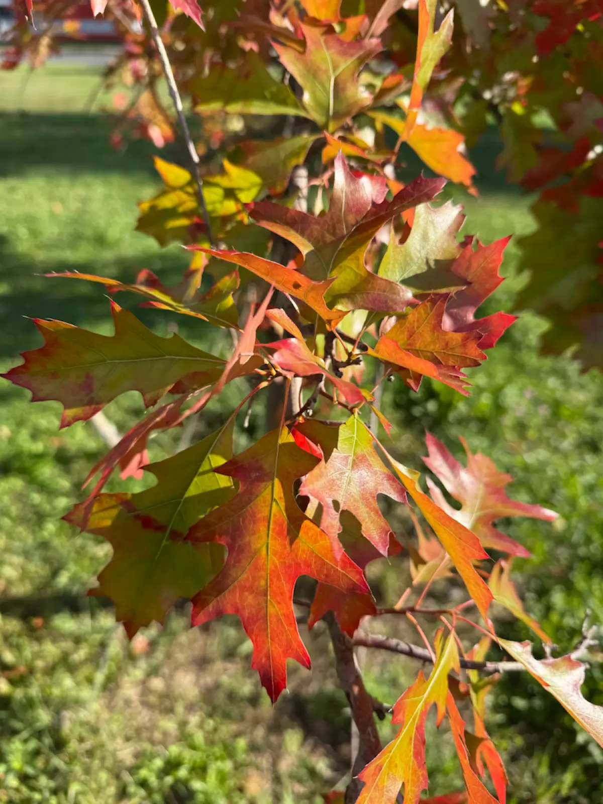 Краски осени 🍂 | Сетка — социальная сеть от hh.ru