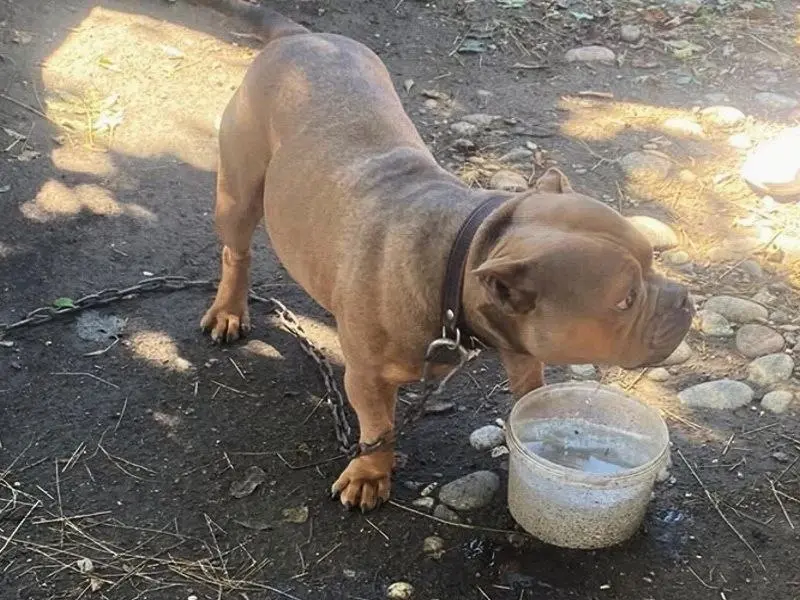 🐶 Полицейские помогли вернуть домой потерявшегося бульдога
Американский бульдог выбежал со двора в станице Воровсколесской и потерял дорогу домой | Сетка — социальная сеть от hh.ru