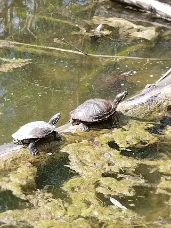 🐢 Черепахи устроили солнечные ванны в Ставрополе
Фотоловушка запечатлела болотных черепах на Ртищевом пруду.
Они периодически выбираются на поверхность, чтобы погреться на солнце | Сетка — социальная сеть от hh.ru