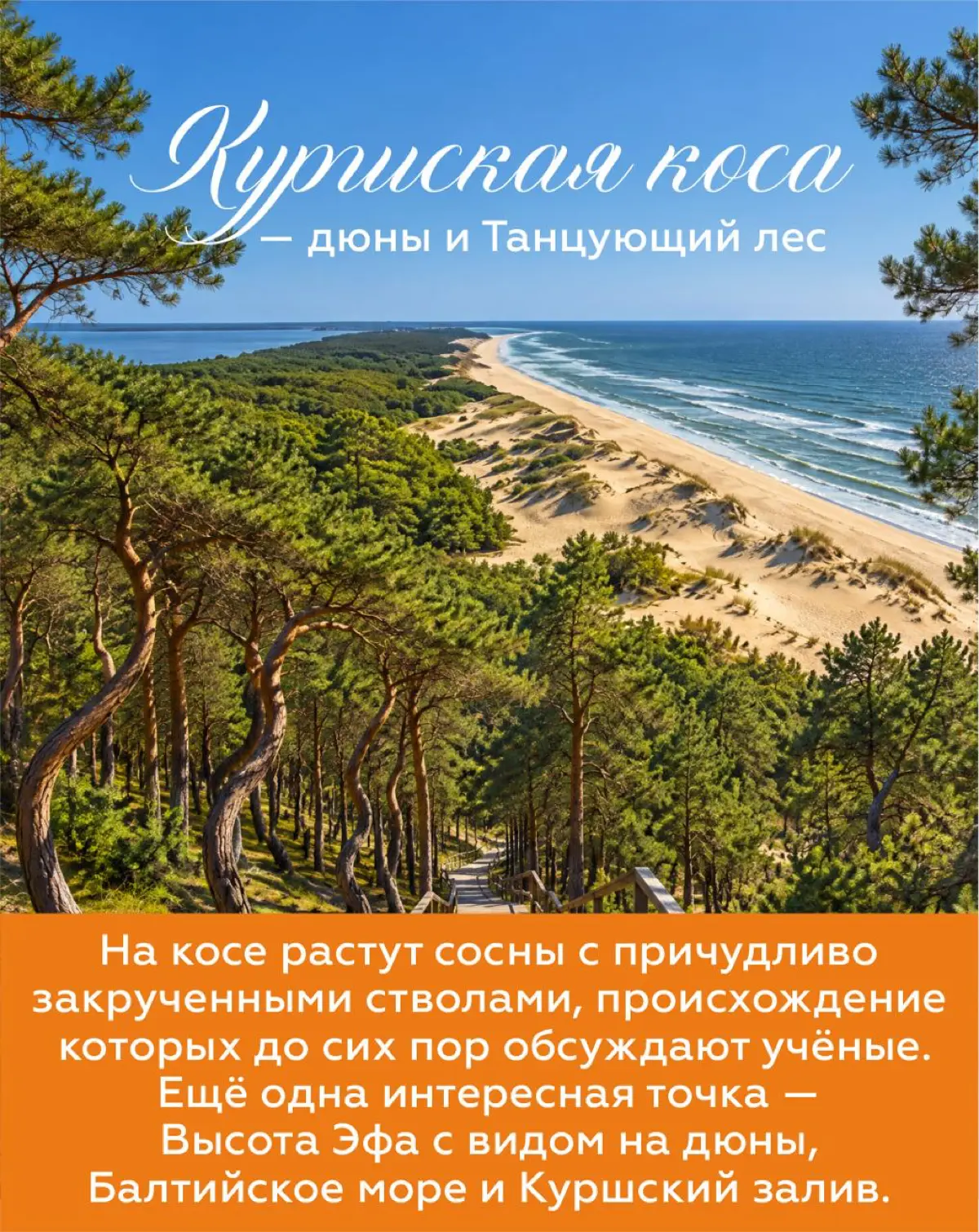 🌊 ЗАгадка: один город отдал улицы котам, другой выбрал улитку символом спокойной жизни, а в лесу сосны завязываются в кольца | Сетка — социальная сеть от hh.ru