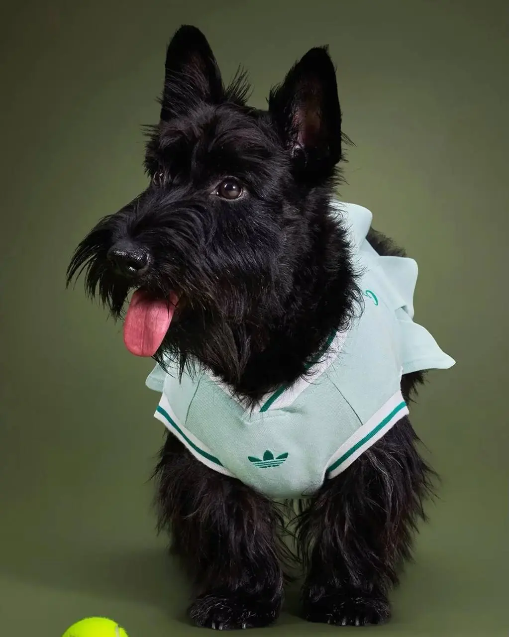 Собачники и кошатники – теперь так можно называть маркетологов adidas.
В этом году бренд выпустил небывалое количество аксессуаров для домашних животных | Сетка — социальная сеть от hh.ru