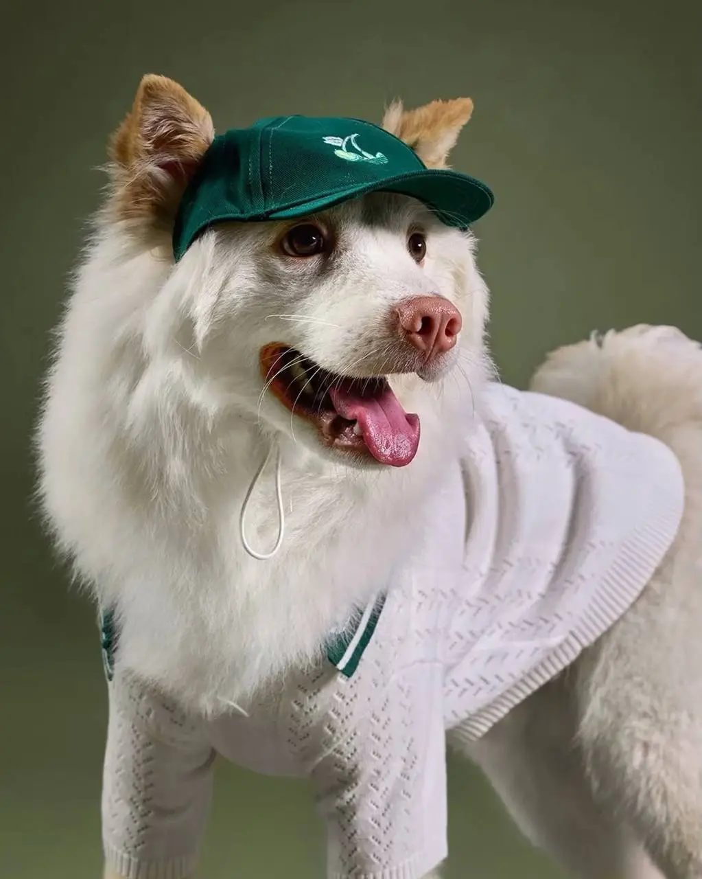 Собачники и кошатники – теперь так можно называть маркетологов adidas.
В этом году бренд выпустил небывалое количество аксессуаров для домашних животных | Сетка — социальная сеть от hh.ru