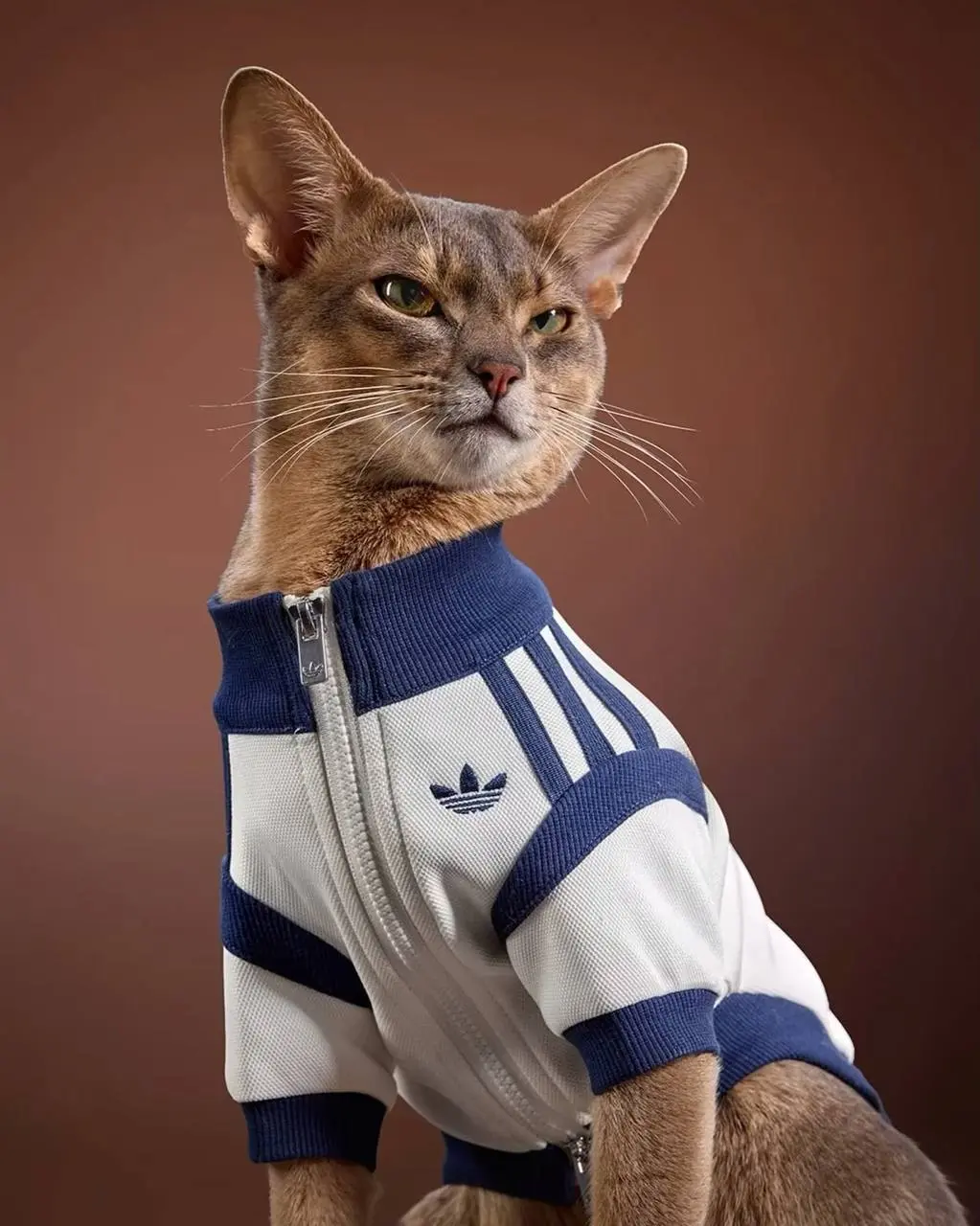 Собачники и кошатники – теперь так можно называть маркетологов adidas.
В этом году бренд выпустил небывалое количество аксессуаров для домашних животных | Сетка — социальная сеть от hh.ru
