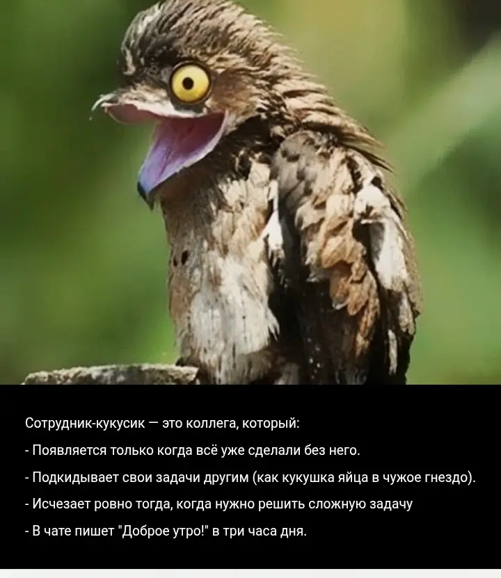 Сотрудник-кукусик | Сетка — социальная сеть от hh.ru