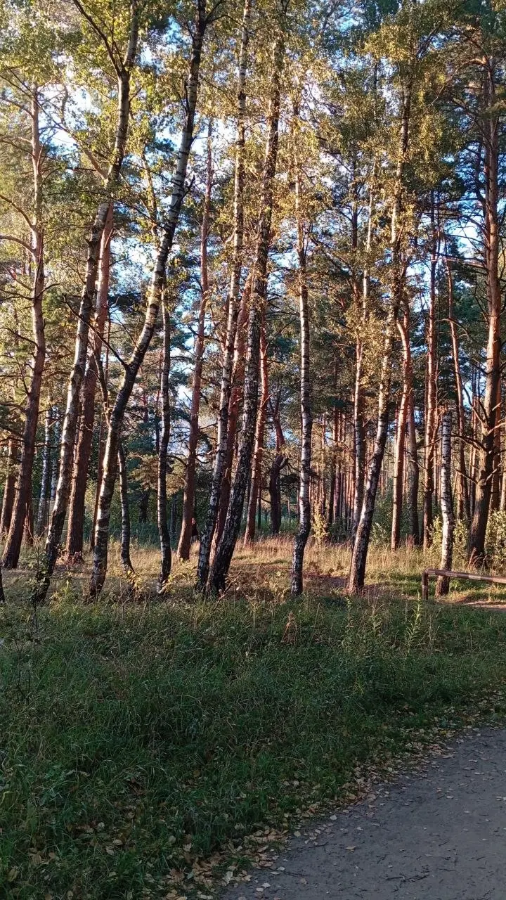 Прогулка видения 🌲🔍
Корни этого упражнения уходят в древнюю практику инициации у коренных народов Америки | Сетка — социальная сеть от hh.ru