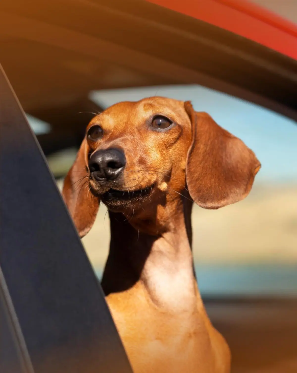 🐶 Путешествие с собакой — отдельный квест! | Сетка — социальная сеть от hh.ru