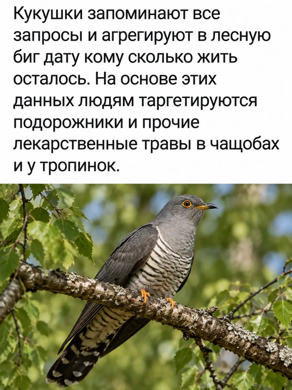 Там эйрфлоу и леший бродит, ru.ссалка на ветвях гита сидит | Сетка — социальная сеть от hh.ru