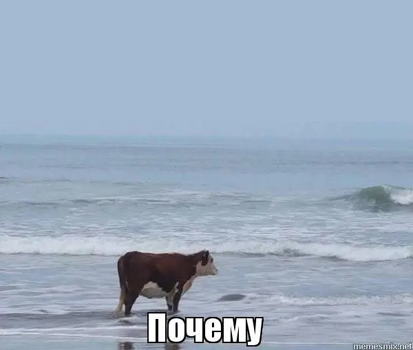 Почему
Хороших выходных💊
Скидывайте свои мемы⬇️
#чащесмейся | Сетка — социальная сеть от hh.ru