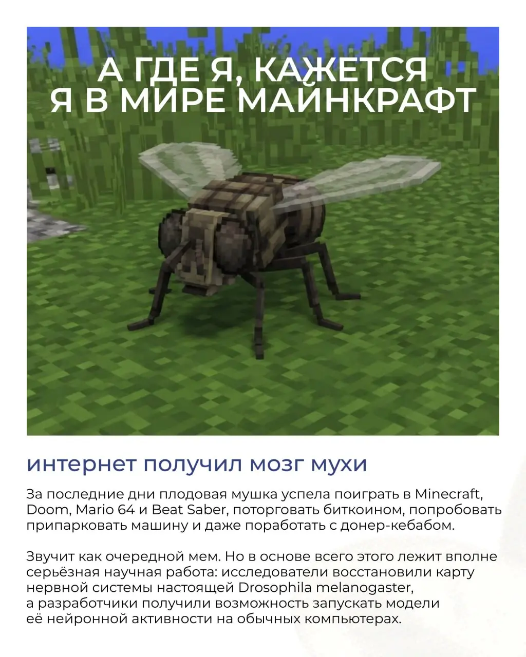Муху научили парковать машину, смотреть тикток и резать донер 😳
Разбираемся, откуда взялся «мушиный ИИ», что на самом деле происходит внутри этих экспериментов и почему приколы в науке — это хорошо | Сетка — социальная сеть от hh.ru