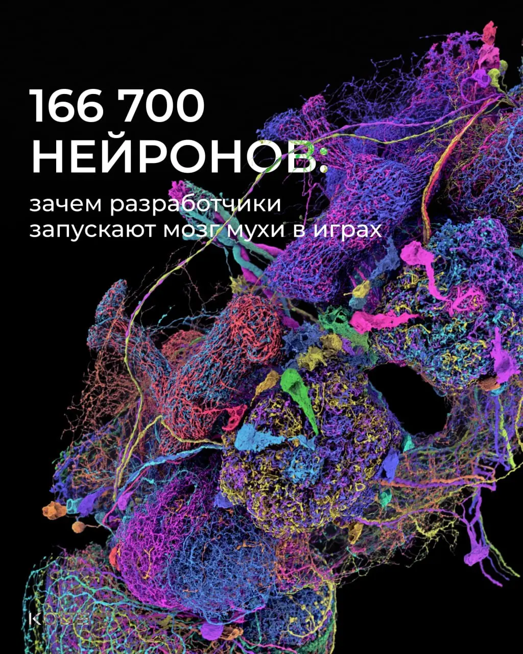 Муху научили парковать машину, смотреть тикток и резать донер 😳
Разбираемся, откуда взялся «мушиный ИИ», что на самом деле происходит внутри этих экспериментов и почему приколы в науке — это хорошо | Сетка — социальная сеть от hh.ru
