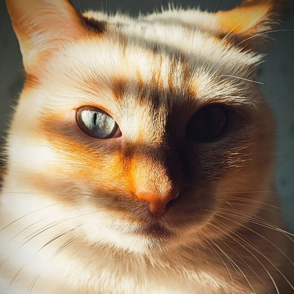 Юлия Дубовская