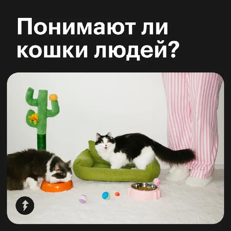 🙋🏻‍♀️ Мяу, мяу, мяу-мяу-мяу. Смотри, Пушинка, я говорю на твоем языке!
🐈 Зачем, если я тебя и так понимаю…
⚡️ Как общаться и играть с котиками
#мяу | Сетка — социальная сеть от hh.ru