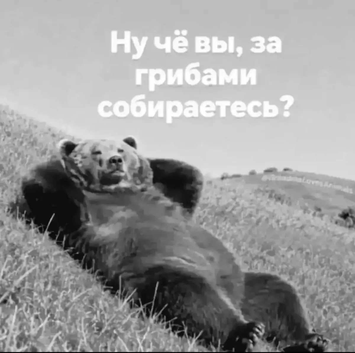 🤣😂 | Сетка — социальная сеть от hh.ru