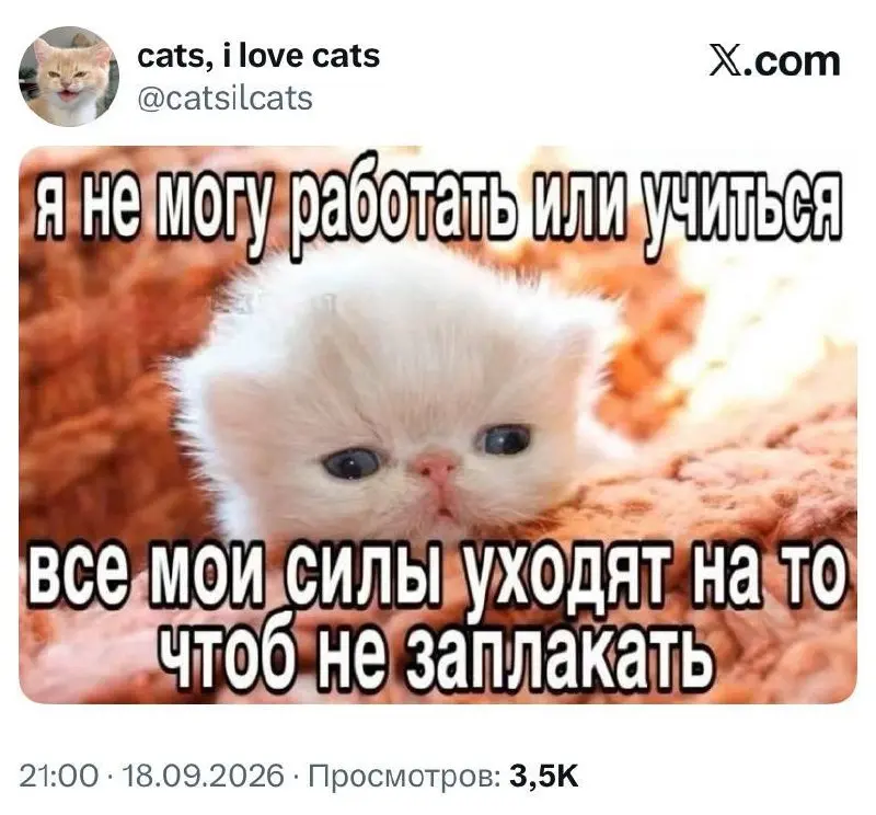 #cats | Сетка — социальная сеть от hh.ru