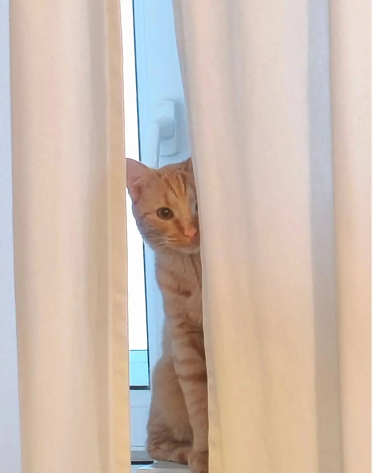 Лучшие фото котейки | Сетка — социальная сеть от hh.ru