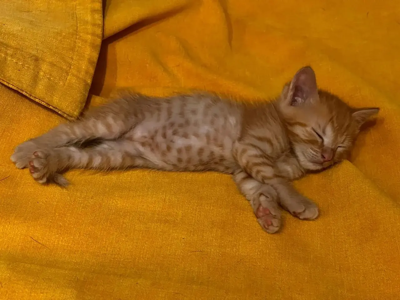 Лучшие фото котейки | Сетка — социальная сеть от hh.ru