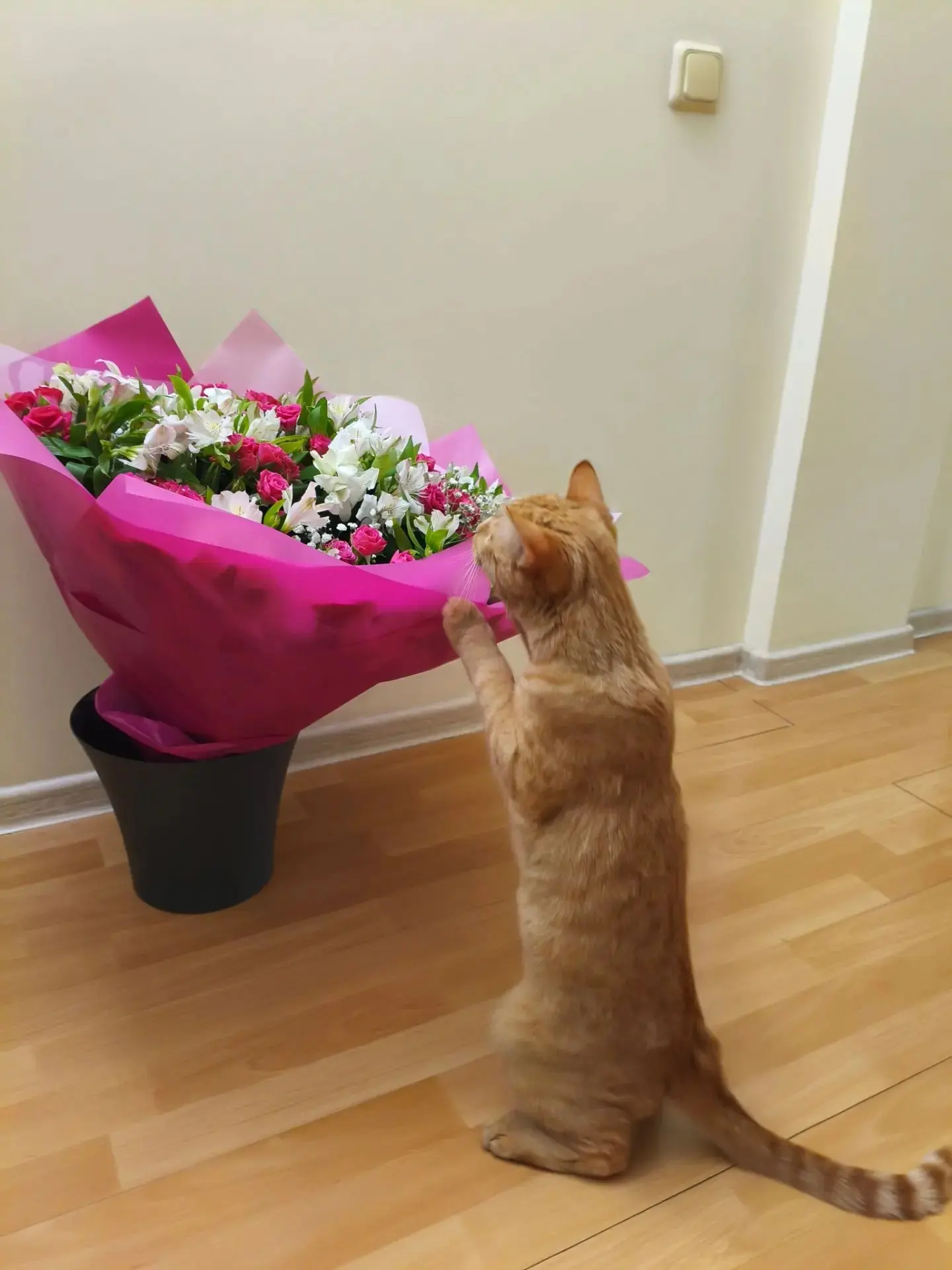 Лучшие фото котейки | Сетка — социальная сеть от hh.ru