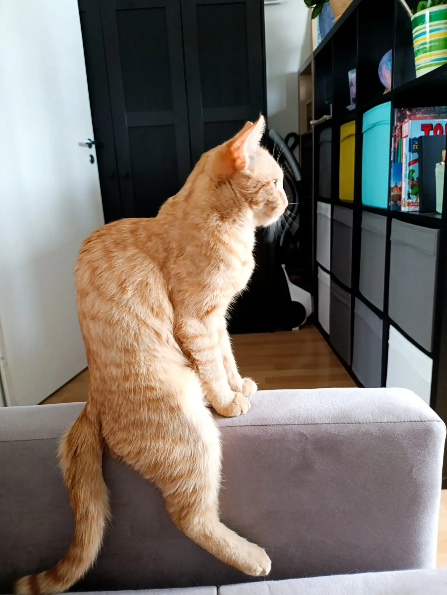 Лучшие фото котейки | Сетка — социальная сеть от hh.ru